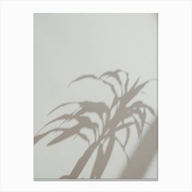 Shadow Of A Plant Canvas Print