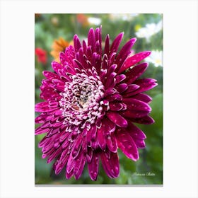 Purple Gerbera - Photography  Canvas Print