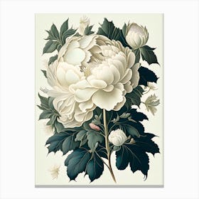 White Wings Peonies Vintage Botanical Canvas Print