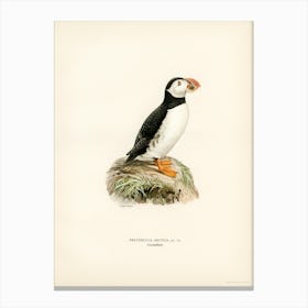 Atlantic Puffin (Fratercula Arctica), The Von Wright Brothers 1 Canvas Print
