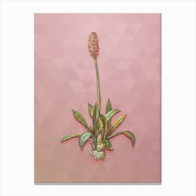 Vintage Swamp Pink Botanical Art on Crystal Rose Canvas Print