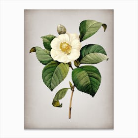 Vintage Japanese Camelia Botanical on Parchment Canvas Print