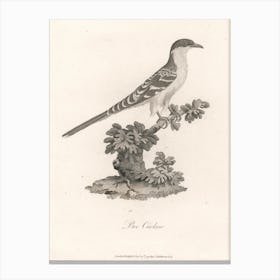Bee Cuckoo, James Heath Canvas Print