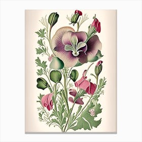 Sweet Pea 1 Floral Botanical Vintage Poster Flower Canvas Print