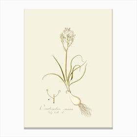 Allium 1 Canvas Print