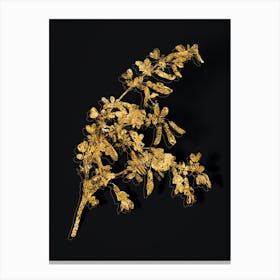 Vintage Caragana Sinica Botanical in Gold on Black n.0369 Canvas Print