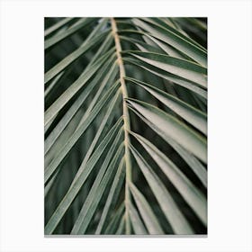 Palm Leaf // Valencia, Spain, Travel & Nature Photography Canvas Print