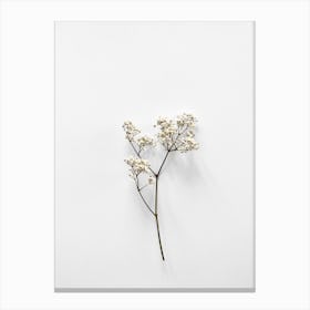 White Blossom Beauty Canvas Print
