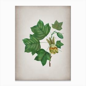 Vintage Tulip Tree Botanical on Parchment n.0686 Canvas Print