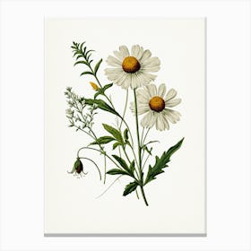 Vintage Botanical Galleria Style Wildflower Painting 25 Canvas Print