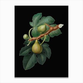 Vintage Fig Botanical Illustration on Solid Black n.0567 Canvas Print