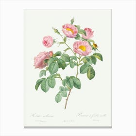 Semi Double Variety Of Tomentose Rose, Pierre Joseph Redoute Canvas Print