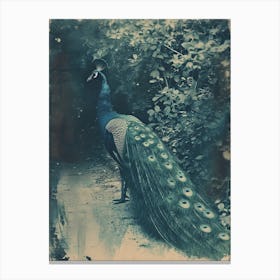 Vintage Peacock On A Path Cyanotype Inspired 1 Canvas Print