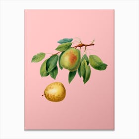 Vintage Pear Botanical on Soft Pink n.0879 Canvas Print