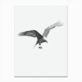 Vulture B&W Pencil Drawing 1 Bird Canvas Print