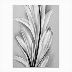 Gladioli B&W Pencil 2 Flower Canvas Print