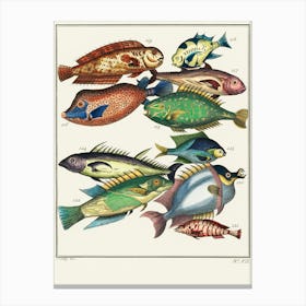 Fishes Of The World Canvas Print