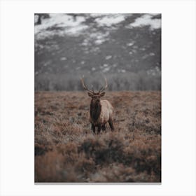 Elk In Bog Canvas Print