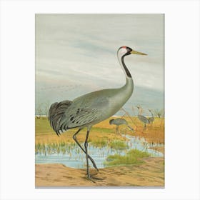 Vintage Sandhill Crane Canvas Print