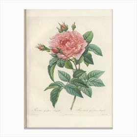 Rose Illustration, Pierre Joseph Redoute (3) Canvas Print