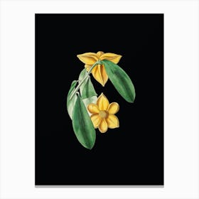 Vintage Laurel Leaved Custard Apple Branch Botanical Illustration on Solid Black n.0730 Canvas Print