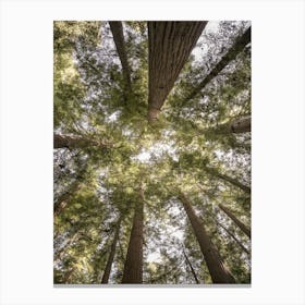 Reedwood Forest Canvas Print