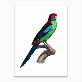Vintage Broad Tailed Parrot Bird Illustration on Pure White Canvas Print