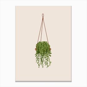 Hanging Peperomia Plant Canvas Print