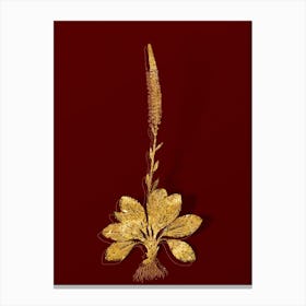 Vintage Blazing Star Botanical in Gold on Red Canvas Print