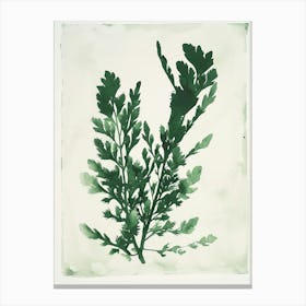 Green Ink Painting Of A Black Stem Spleenwort 4 Canvas Print