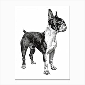 Boston Terrier Dog Line Sketch 2 Canvas Print