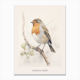 Vintage Bird Drawing European Robin 2 Poster Canvas Print