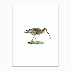 Vintage Eurasian Curlew Bird Illustration on Pure White n.0180 Canvas Print