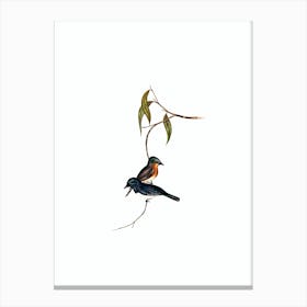 Vintage Plumbeous Flycatcher Bird Illustration on Pure White n.0396 Canvas Print