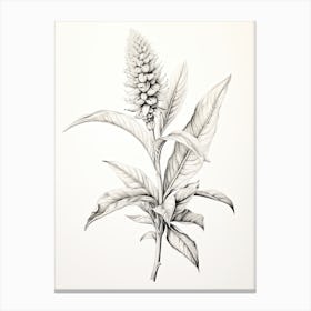 Ginger Vintage Botanical Herbs 1 Canvas Print