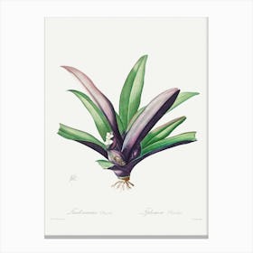 Tradescantia Discolor (1802–1816) By Pierre Joseph Redouté Toile