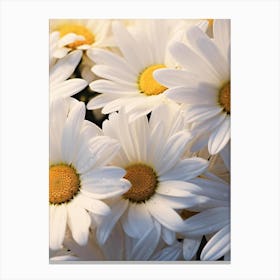 Daisies 1 Canvas Print