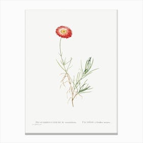 Mesembryanthemum Tenuifolium, Pierre Joseph Redoute Canvas Print