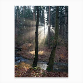 Sunbeams in the winter forest 2 Canvas Print