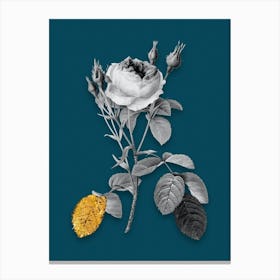 Vintage Double Moss Rose Black and White Gold Leaf Floral Art on Teal Blue n.0903 Canvas Print