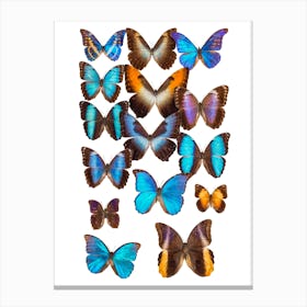 Collection Of Butterflies 2 Canvas Print