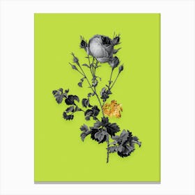 Vintage Celery Leaved Cabbage Rose Black and White Gold Leaf Floral Art on Chartreuse Canvas Print