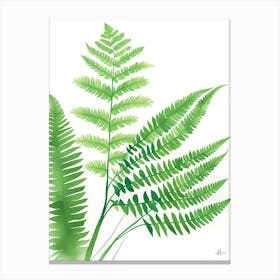 Ferns Canvas Print