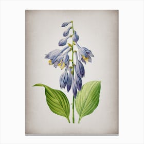 Vintage Blue Daylily Botanical on Parchment n.0306 Canvas Print