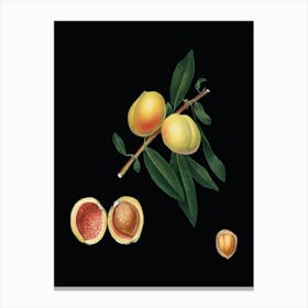 Vintage Peach Botanical Illustration on Solid Black n.0144 Canvas Print