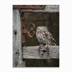 Burrowing Owl On Fence Canvas Print