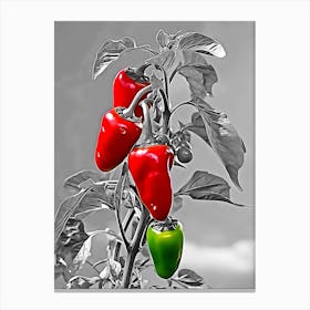 Peppers on the tree Canvas Print