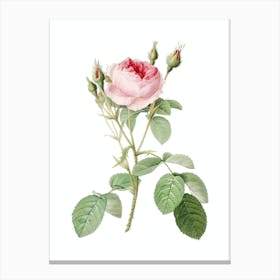 Vintage Double Moss Rose Botanical Illustration on Pure White n.0237 Canvas Print