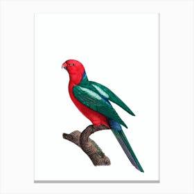 Vintage Australian King Parrot Bird Illustration on Pure White Canvas Print