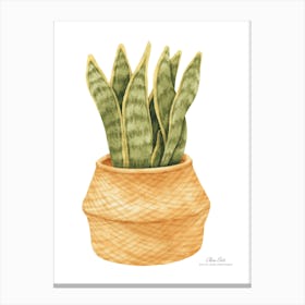 Aloe vera plant. Green plant. Beautiful plant. Thorns plant. Aloe vera flowers.24 Canvas Print